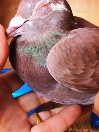 #赛鸽比赛 #养鸽人 #职业赛鸽 #信鸽 #幼鸽