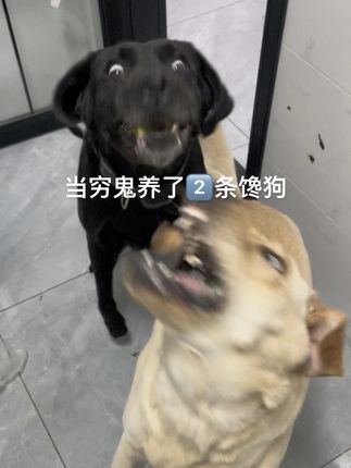 忙碌的一天 不是在喂狗,就是在喂娃#一看就是干饭狗 #干饭狗的日常 #自制狗饭 #当你有只馋嘴狗狗