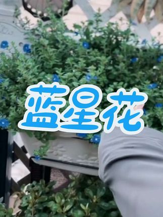 #花卉植物 #蓝星花盆栽 #爱生活爱养花 #花卉绿植 #爱生活爱养花