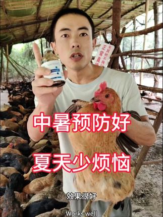 人用霍香正气水,霍香正气液千万不要给鸡鸭鹅喂,里面含有酒精和乙醇,会导致鸡鸭鹅中毒。我们用的这个霍香液用了很多年了,效果很好,里面不含酒精和乙醇,小鸡大鸡下蛋的鸡鸭鹅,猪牛羊猫猫狗狗都可以用。一瓶兑水300斤,拌粮食150斤,连续用五到七天,每天喂一次,三小时左右吃完。#鸡中暑了怎么办 #鸡中暑 #三农 #返乡创业新农人 #养殖场专用