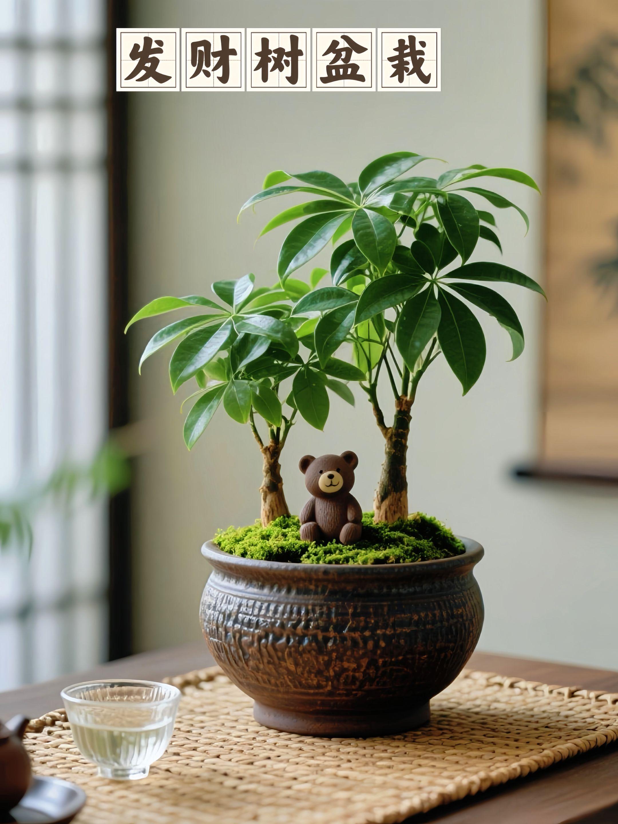 发财树盆栽。摆一盆发财树,让绿意住进家,把“财气”迎进门,日常见绿,岁岁添喜。#每日分享 #抖音推广 #上热搜 #绿植盆栽 #发财树盆栽