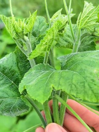 贵州农家南瓜尖 #家常美食 #简简单单一顿家常便饭 #绿色蔬菜