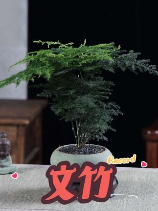 【新疆包邮】精品文竹盆栽绿植苗花卉盆景植物室内客厅带盆四季常青#精品文竹 #文竹盆栽 #桌面绿植 #好养的绿植 #绿植盆栽