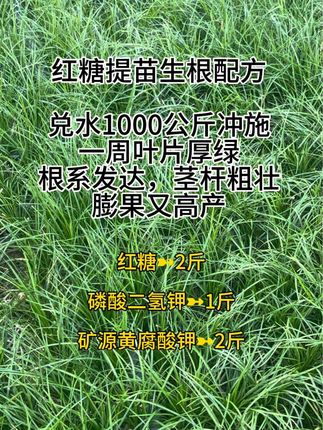 红糖提苗生根配方#三农 #服务三农支持三农 #土壤改良 #抖音助农扶农 #矿源黄腐酸钾