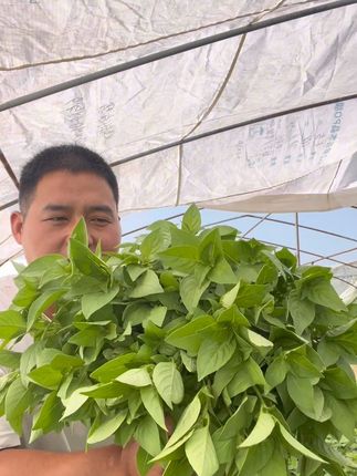 河南人的灵魂菜 大叶荆芥 你吃的到吗#优质农产品 #妈呀太香了 #荆芥#好物推荐🔥 #新鲜采摘