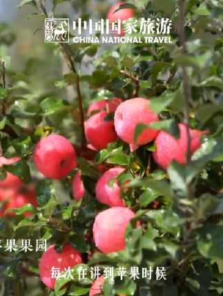 宁脆苹果喜获丰收,一起和董宇辉老师来大宁尝尝吧~#遇见大宁 #悦享金秋 #国庆  #中秋节 #金秋收获季