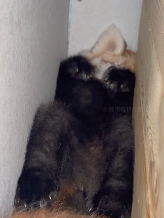 一看这形式,又是个“坏主意”啊#小熊猫 #小熊猫不是小浣熊 #爱护大自然保护野生动物