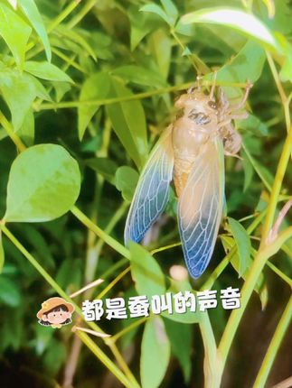 妈妈小时候能摸到半夜,现在带着你们也是摸到半夜#记录生活 #抓拍瞬间 #知了猴 #抓拍美好瞬间 #捉知了