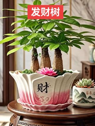 三杆发财树盆景👏🏻🙂🌹 #花卉绿植 #性价比之选 #三杆发财树 #发财树种植 #发财树盆景