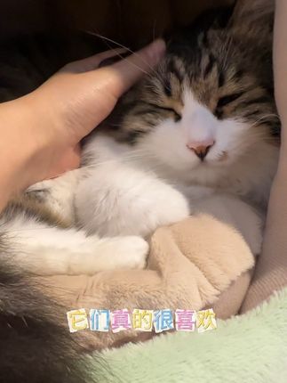 我家猫咪真的好喜欢这种洞穴式的帐篷窝 躺在里面,安全感满满 我家猫咪赖在里面一直都不肯出来  现在降温了 赶紧给你家毛孩子安排上吧#猫窝 #狗窝 #萌宠好物 #宠物睡窝