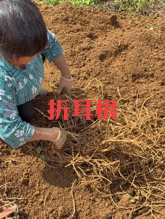 贵州红叶子老品种折耳根。人工现挖现打包发货#农产品 #折耳根