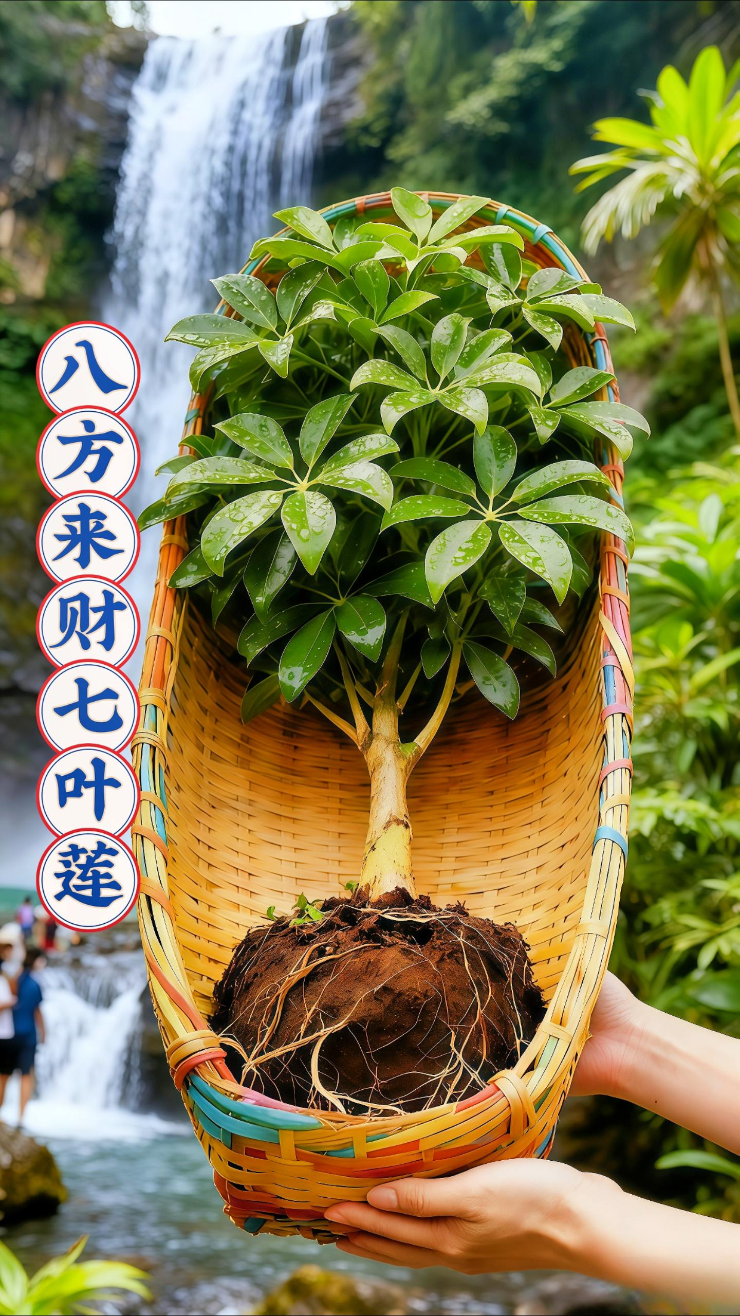 🌿八方来财七叶莲,为你开启好运与生机~ 它叶片翠绿油亮,形似手掌的复叶别致又好看,摆在室内,瞬间为空间增添自然活力。而且寓意超棒,“八方来财”饱含着对财运亨通的美好期许,不管是放在家里,为生活添彩,还是摆在办公室,助力事业顺遂,都很合适~ 养护也轻松,日常给它充足散射光,保持土壤湿润但不积水,就能让它长得郁郁葱葱。把这样一盆有颜值、有寓意、好养活的七叶莲带回家,让好运与清新绿意常伴左右~#花卉绿植 #绿植盆栽 #七叶莲 #我的花花草草 #爱生活爱养花
