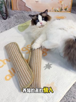 猫咪的阿贝贝来啦 😻100%猫薄荷玩具🪀能抓能玩还是个抱枕!#好物推荐🔥 #养猫新手 #猫玩具#猫薄荷 #萌宠出道计划