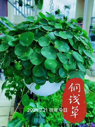 闲时养上一盆铜钱草吧,一年四季常绿,叶子圆圆,像古代的铜钱,寓意也好,#爱生活爱养花 #铜钱草#铜钱草水培##净化空气 ##养花我是认真的