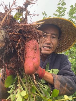 新鲜红皮土豆粉糯干面 #优质农产品 #抖音新农人 #我的乡村生活