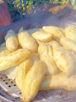 在老家的小院里,感受岁月静好,远离城市的喧嚣,让心灵得到真正的放松#白皮人参薯#牛奶人参薯#板栗红薯#爆皮王番薯 #冰淇淋红薯