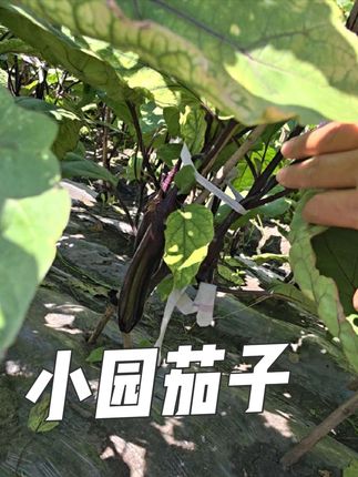 #新鲜采摘 #我的菜园子 #茄子