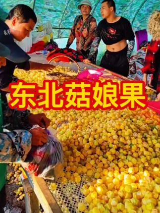 东北菇娘果,发货了!#菇娘 #菇娘果 #东北 #农村 #农村生活