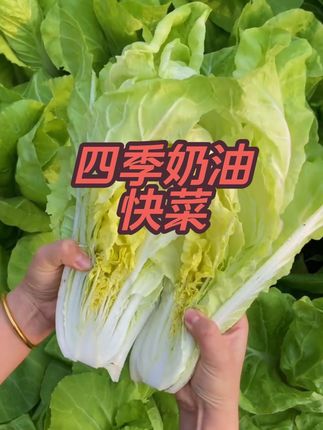 四季奶油快菜#在家种菜 #新鲜采摘