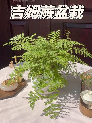 夏天适合在家里养一盆天然的空气净化器,它叫做吉姆蕨, 一整套带自吸套盆发货,收到就是成品了 。摆放在家里 森系感满满,它不仅可以美化环境,还能净化空气,而且它非常好养,不需要晒太阳,加点水就能养的很好了。日常养护放在室内散光环境或者阳台都可以,新手懒人都能把它养的很好,喜欢的话你也来养一盆吧。#吉姆蕨 #蕨类植物 #室内绿植 #客厅植物推荐 #好看的花一定要分享给你