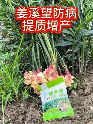 #太溪邦 生姜三至五颗苗后,防病提质增产,膨大控旺,减少姜瘟发生,就打三次姜溪望#生姜种植 #农业种植