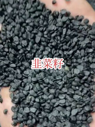 韭菜籽正宗韭菜子炒熟的非野生泡水喝茶#日常分享 #韭菜籽