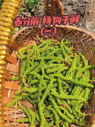 今天是3月16日,再有4天就春分了,杨树穗刚刚出来,是最好吃的时候,今天就去打杨狗子。养狗子是春天最好吃的野味之一,它在困难时期帮助多少家庭度过难关,现在应该很多人没吃过它了吧?不过想尝尝鲜的话,现在采摘正当时!想吃 来青塔村找我,我带大家去“打杨狗子”,#驻村干部#第一书记我为家乡代言#杨絮#杨穗#春天的味道