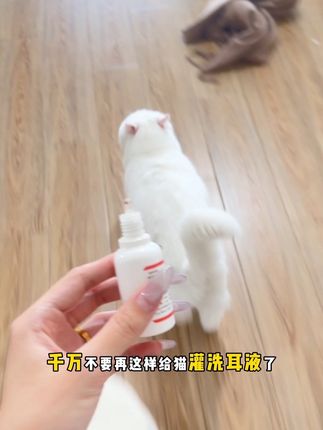 每周清理一次,告别耳螨~#宠物用品 #科学养宠攻略 #养猫人 #家有萌宠 #养猫新手