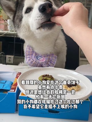 爱常常是觉得亏欠,它的一生只希望它尽可能不会羡慕别的狗狗!吃喝用都想给它最好的!#哈士奇#哈哌 #宠物曲奇