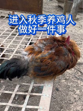 #科学养鸡 #鸡掉毛 #散养鸡 #鸡啄毛
