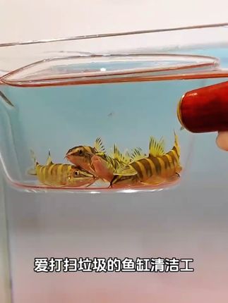 壮体沙鳅,自带东方水墨画质感的造景神器!流线型身躯缀满独特斑纹,穿梭水草间仿若灵动墨韵。 生性温和不扰群鱼,底层觅食净化缸底,既是 式赏鱼新体验! #观赏鱼 #鱼缸 #在抖音入手的好东西 #养个很新的宠物 #壮体沙鳅