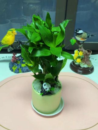 家里有孩子的一定要养一盆文昌竹,它寓意着金榜题名学业有成,一年四季常绿有水就活的荷花竹富贵竹#富贵竹#水培植物#室内绿植#花卉绿植@我要上热门 #绿植盆栽