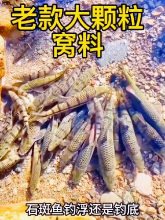 浦江神钓老颗粒加工12毫米超大颗粒留鱼久石斑鱼钓鱼小用品 天呐!22年老款12毫米超大石斑鱼打窝颗粒! 2斤装超强留鱼,诱鱼快准狠,爆护就靠它!,#溪流钓 #溪流钓窝料, #窝料#22年老款窝料#窝料饵料 ,@DOU+小助手 @巨量千川