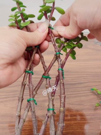 自带切断的捆扎线,用多长拉多长,按压就可以剪断,方便快捷,不仅可以捆扎花草,生活中处处用得到!#种植小技巧 #一起养花#爱花爱生活