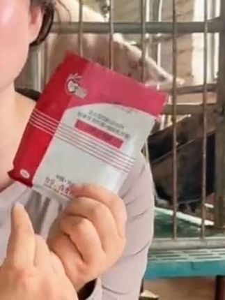 联创过奶母猪畜牧用的添加剂#养猪#养猪人