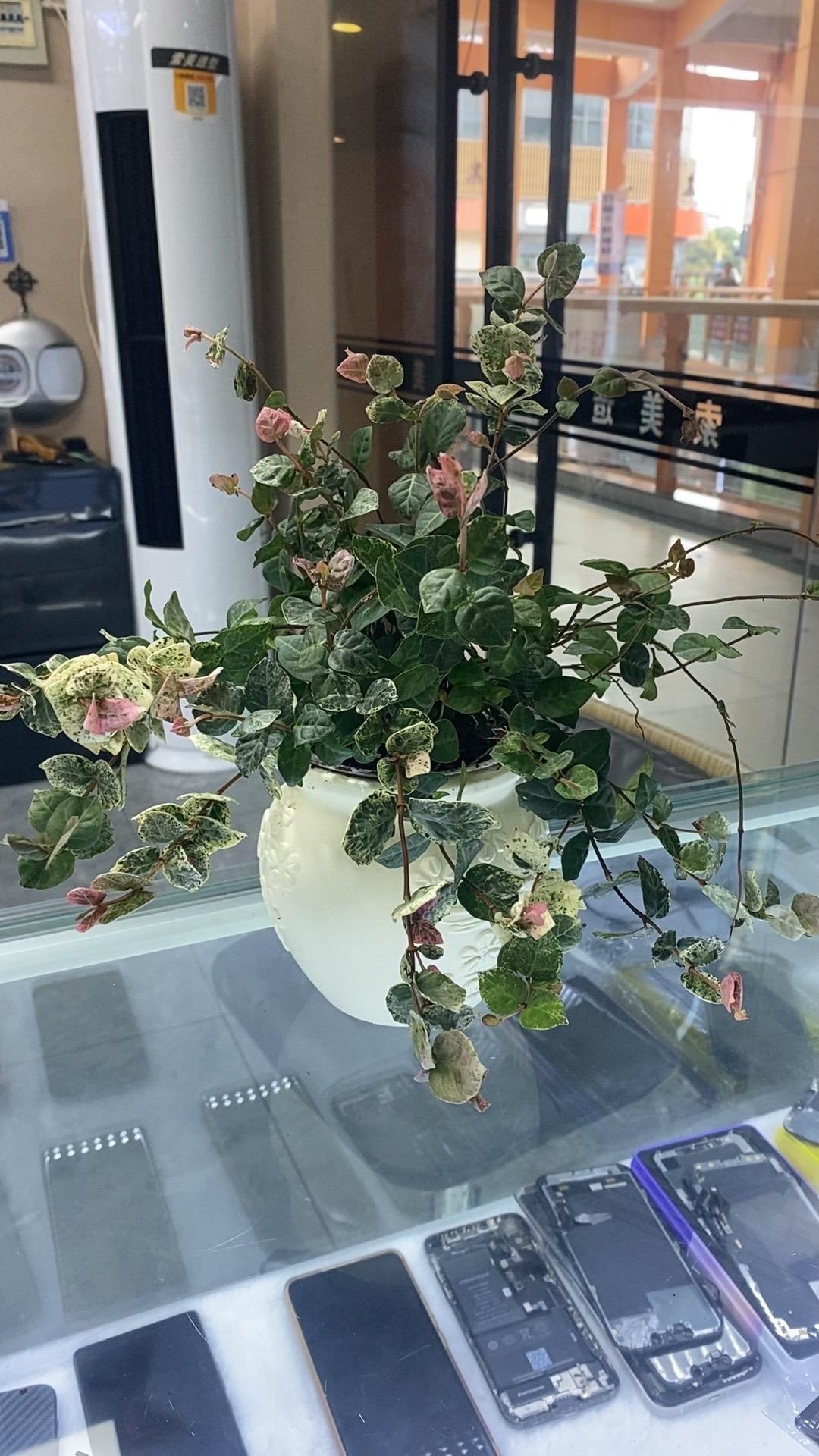 这一次买的花挺好看的、心情一下子快乐不少#我在抖音买买买