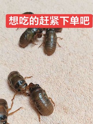 #爬爬 #知了猴 #现捉先发货#新鲜冷冻发货 #