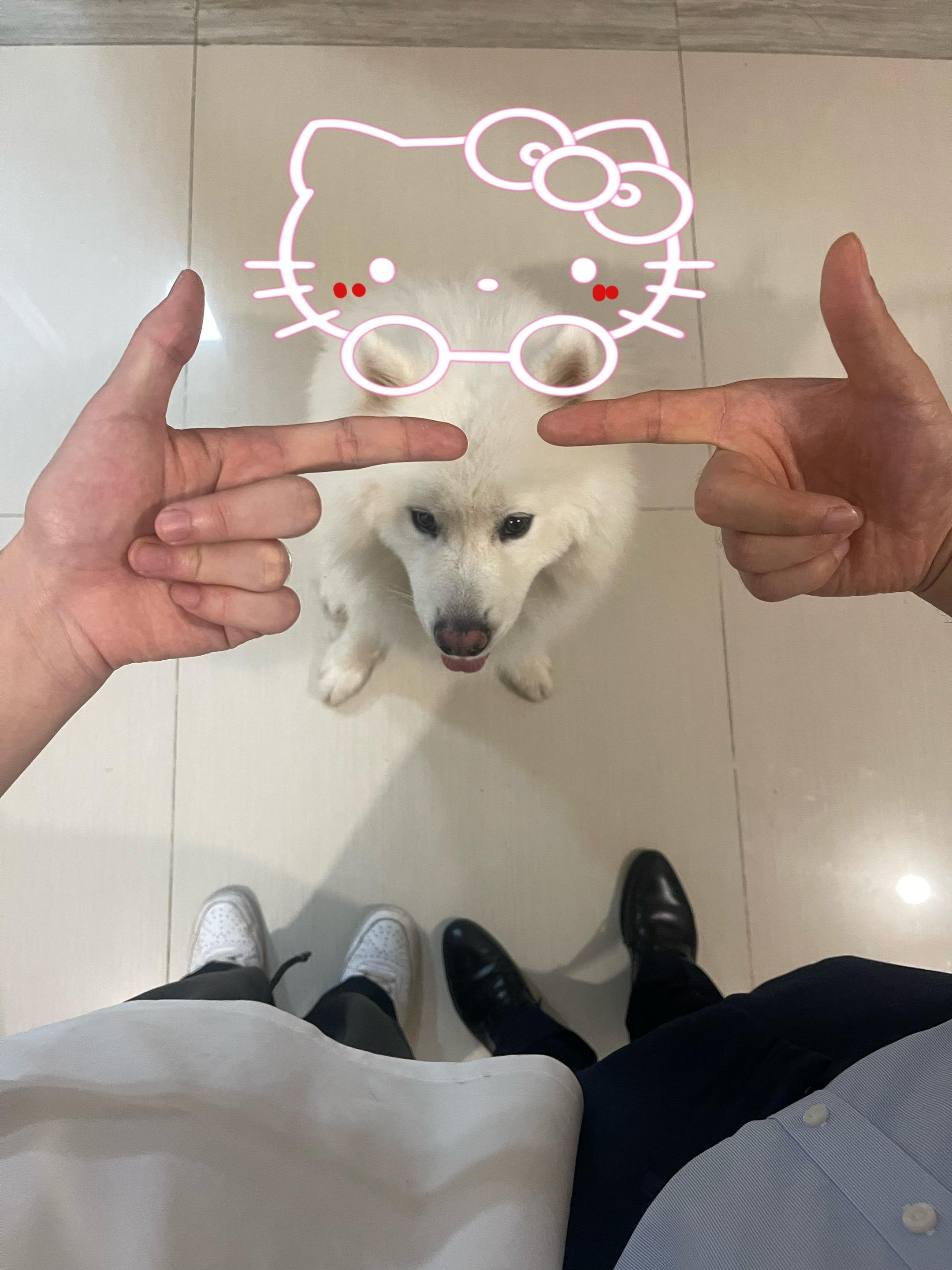 小狗真配合#萨摩耶#我们俩#小刘和大王