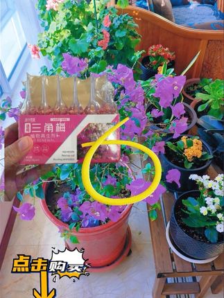 #无限回购的宝藏单品 #爱生活爱养花 #花卉绿植养花 #阳台养花 #养花知识