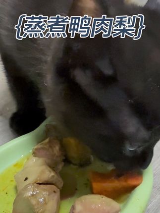 适合毛孩子夏天吃的食物来咯,真材实料,吃着放心#吃货猫 #宠物吃货 #vlog日常 #蒸煮鸭肉 #蒸煮鸡肉