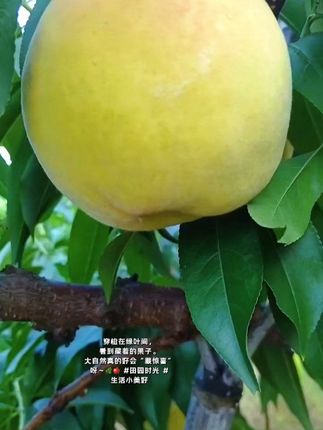 #应季水果 #自家果园 #抖音助农扶农 🍑【爸妈的黄桃熟了,甜蜜开售!】🍑,爸妈起早贪黑,细心呵护一年的黄桃园,终于迎来丰收季!,每一颗都饱含阳光雨露,是爸妈用汗水浇灌的甜蜜,✅ 自然成熟:树上熟透才采摘,风味十足!,✅ 新鲜直达:每天清晨现摘现发,锁住鲜甜!,✅ 顺丰速运:全国大部分地区,24小时新鲜到家!,✅ 爆汁香甜:软糯多汁,一口下去,那个味道,是吃过难忘的滋味!,支持爸妈的辛勤劳动,把这份天然好味道带回家!,👉 数量有限,尝鲜要快!私我下单#抖音水果 #强烈推荐