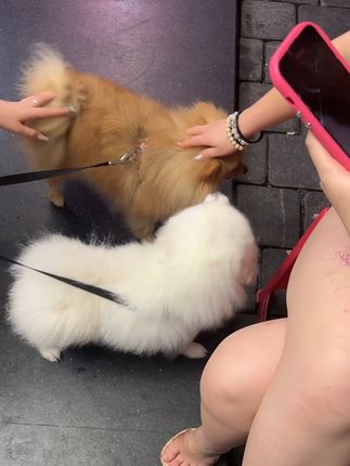 #夏天该有的样子 ,人美心善有爱心进群#小短腿的快乐 #这狗子看起来营业得很幸福 #感谢抖音官方提供的绿色平台