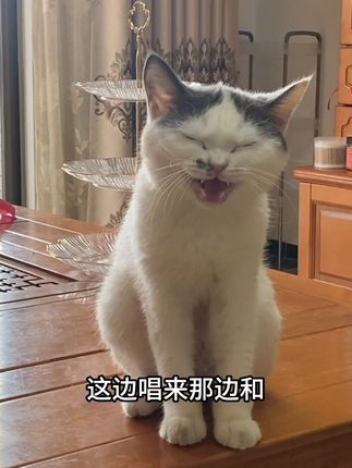 猫咪对歌真搞笑😄 #马骝仔 #马骝仔搞笑 #马骝仔摄影 #马骝仔热门