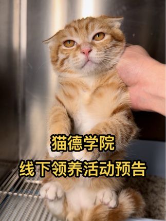 猫德学院线下领养活动