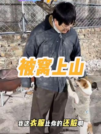 被窝上山#骏良 #骏良的狗 #被窝 #门头沟 #骏良直播