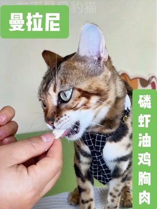 9块9到手14包,猫咪狗狗都爱吃的零食,活动还在赶紧薅吧!#萌宠出道计划 #曼拉尼 #好物推荐 #宠物零食#萌宠 @DOU+上热门