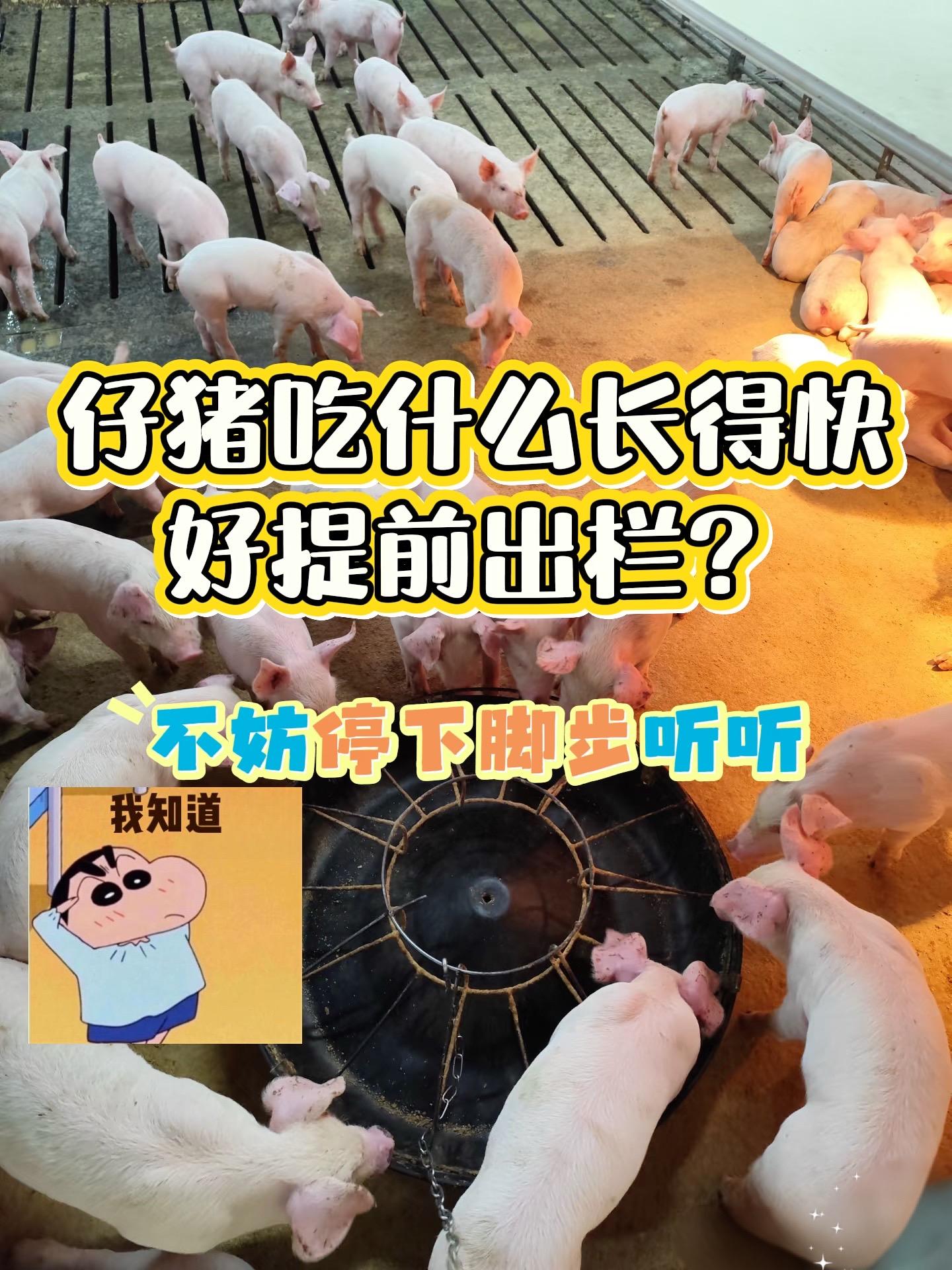 想让肥猪快速催肥增重?爱生长催肥添加剂来助力!一袋拌料1000斤,畜牧养殖专用。科学配方,促进饲料转化,加快长膘速度。让肥猪吃得多、长得快、肉质好,养殖户轻松提高出栏效益!#科学养猪 #畜牧养殖 #养猪人 #养殖人加油 #服务三农支持三农