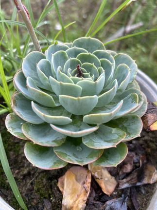 植物再生剂通用型浓缩营养液绿植花卉盆栽家庭园艺肥料水溶肥料#花卉绿植 #种植小技巧 #室内绿植 #养花小知识 #养花人的乐趣