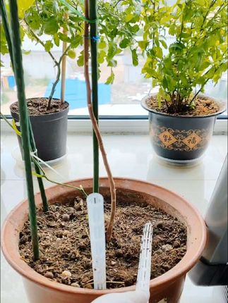 #花盆盆土通风管, 夏天高温高湿最容易烂根了,可以在花盆里插几个这种透气管,它能增加盆土透气性,加速盆土干湿循环,防止积水烂根。它适用于各种花盆,尤其对于泥炭土、营养土这种透水透气性差的土壤效果更明显。