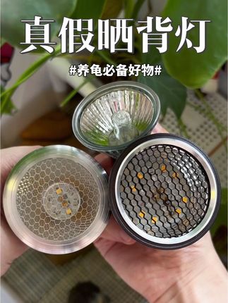 乌龟晒背灯你真的选对了吗?#乌龟晒背灯 #乌龟晒背灯测评 #养龟日常 #养龟必备好物 #养龟人